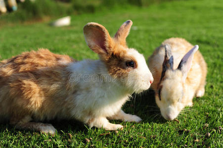 绿草中的兔子