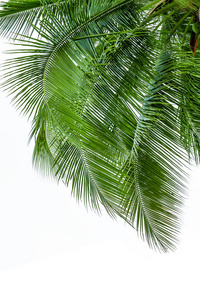 白色背景上孤立的椰子树叶子