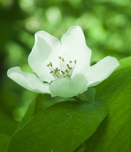 苹果树的白花