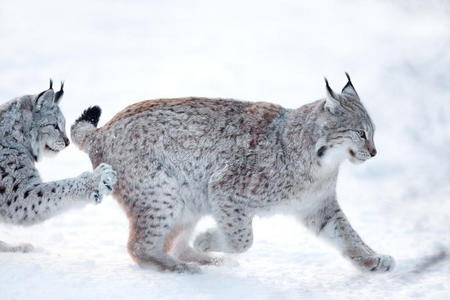 两只山猫在雪地里玩耍