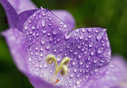 春天 露水 开花 紫色 花园 花粉 太阳 颜色 花的 植物