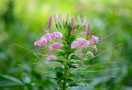 蜘蛛花