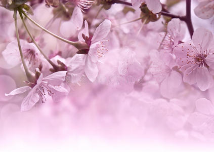 樱花。春季明信片