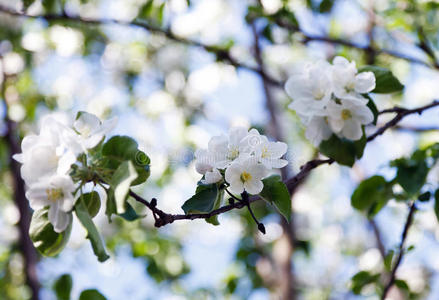 苹果花