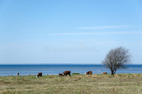 海岸边的牛