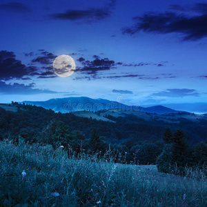 夜晚山坡山谷中的针叶林