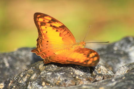 美丽的石头蝴蝶