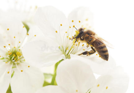 蜜蜂和白花