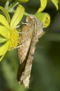 金丝虫/角斑蛾照片