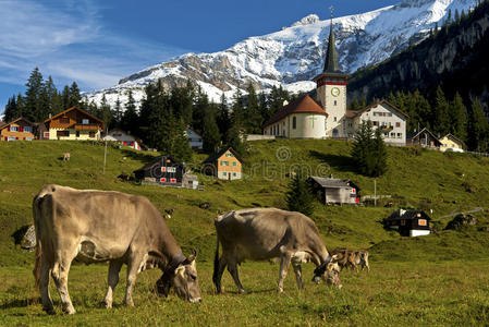 在斯洛文尼亚的阿尔卑斯山牧场图片