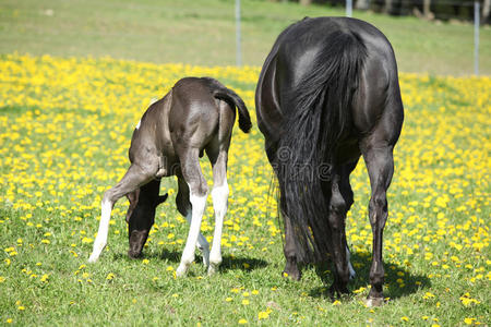 春天牧场上美丽的母马和小马驹