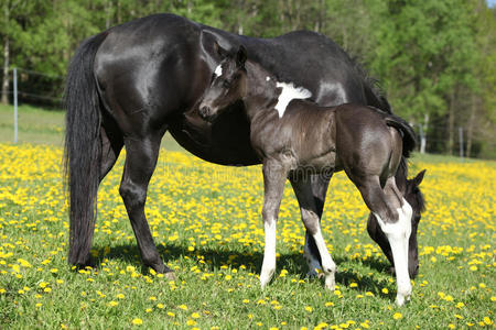 春天牧场上美丽的母马和小马驹