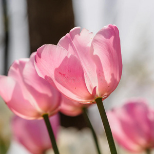 粉红色双开花苔图片