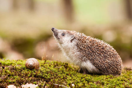 东欧血统东欧刺猬照片