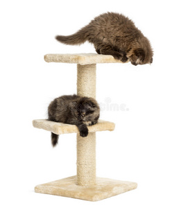高地折叠小猫在猫树上玩耍，与世隔绝