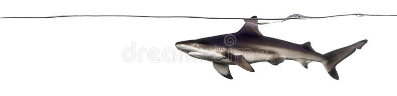 一只黑鳍礁鲨在海面游泳的侧视图