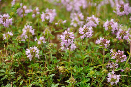 百里香紫花