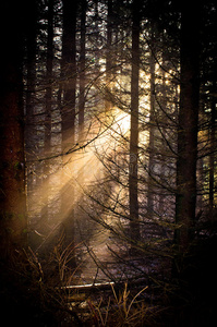 森林中的神奇之光