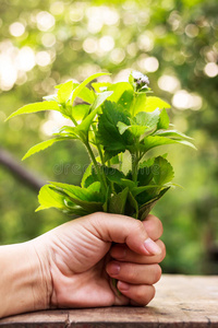 草本植物 医学 开花 离开 灌木 草药 自然 篱笆 色斑