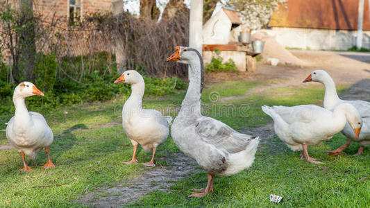 鸭子正在降落图片