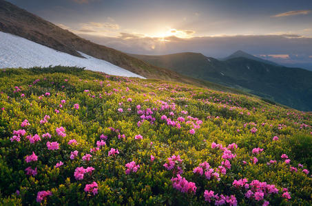 夕阳下山中的夏日花