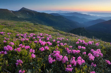 山上盛开杜鹃花的草地