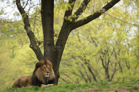 森林草原背景上的雄狮