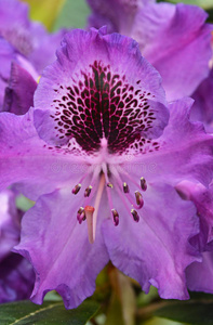 紫杜鹃花