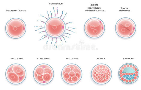 受精细胞发育。从桑椹胚到细胞受精。