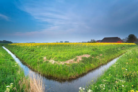 荷兰春天的农田