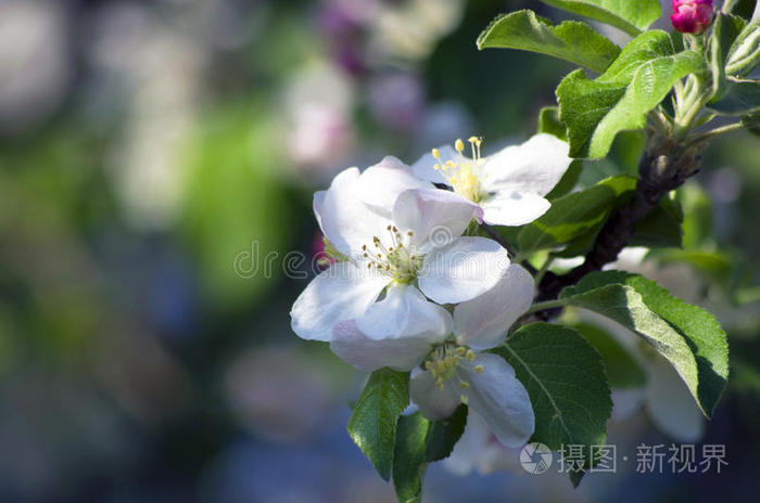 苹果花