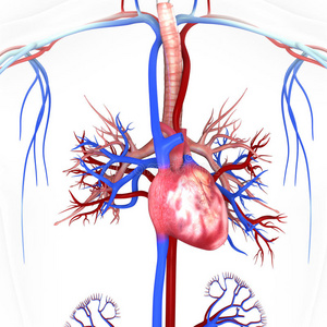 有静脉和动脉的心脏