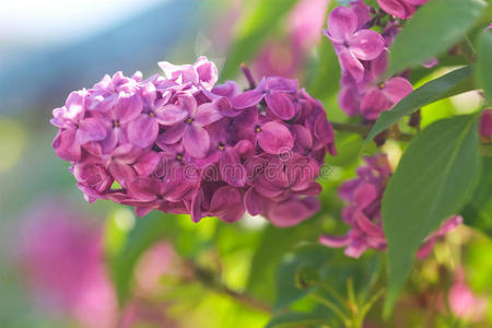 细枝盛开的丁香花特写