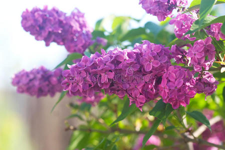 盛开的丁香花枝