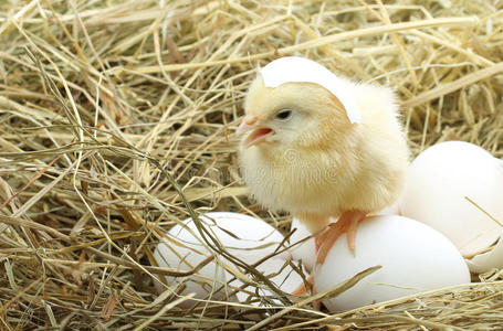 可爱的小鸡从一个白鸡蛋里出来
