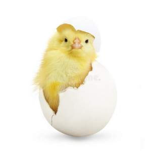 可爱的小鸡从一个白鸡蛋里出来