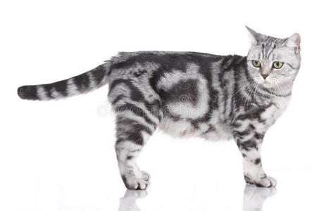 英短银点猫图片