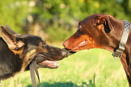 两只德国牧羊犬和杜宾犬