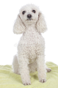 卷毛白色可爱的白色卷毛狗照片