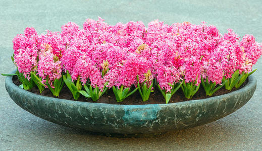 带粉红色风信子的花坛