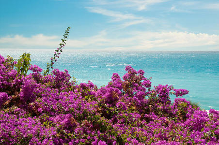 奇异的粉色花朵和大海照片