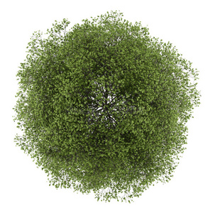 白色隔离小叶酸橙树俯视图照片