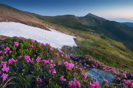 山上的杜鹃花