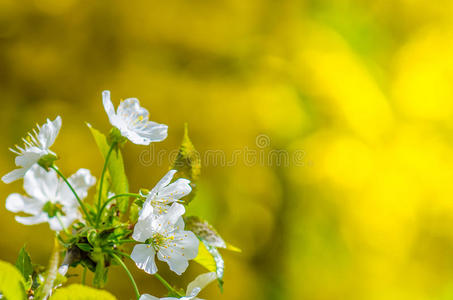 李子樱花