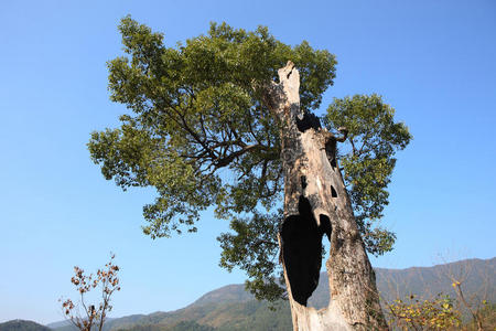 鸡足山空心树图片