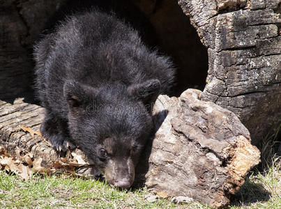 美洲黑熊幼仔照片