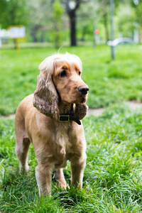 可爱的可卡犬站在草地上