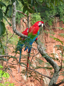 美丽的一对野生红金刚鹦鹉，在BuracodasAraras