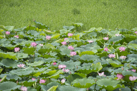 池塘荷花盛开