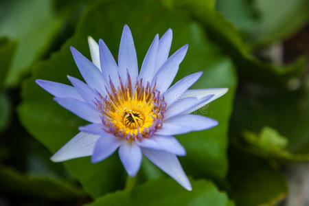 美丽的单蓝莲花